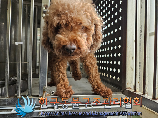 한국동물구조관리협회_441559202401352